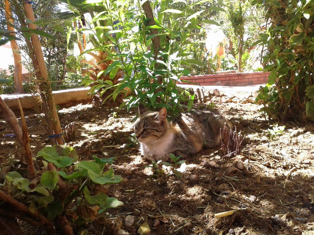 Auberge Le Jardin De La Source Ait Ben Ali Luaran gambar